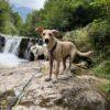 ARIEL - 6 mesi (nata indicativamente il 4 Febbraio 2025) - Simil Labrador  - Taglia: Grande - Carattere: Affettuosa, Socievole, Giocherellona Foto 8